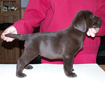 Briggle's Hat-trick 7 v