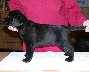 Briggle's High-five 7 v