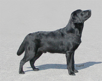 Briggle's Fox on the Run