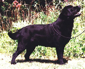 Picture of Beechcroft's Royal Standard missing