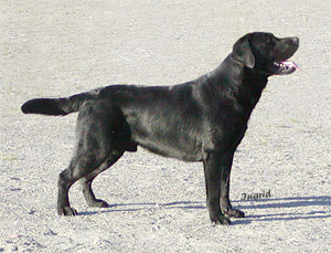 Picture of Cannonpowder Buffin Bongo