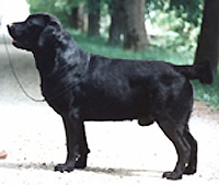 Jayncourt Star-Exelance