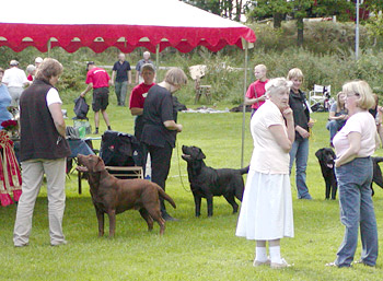 Briggle's Fox on the Run (in the middle)