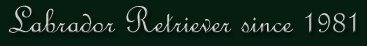 Labrador Retriever since 1981