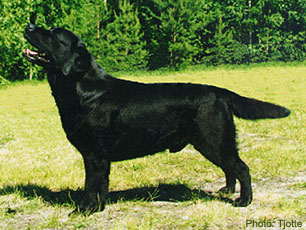 NORDV-97 Fin Int CH Mallorn's Onassis