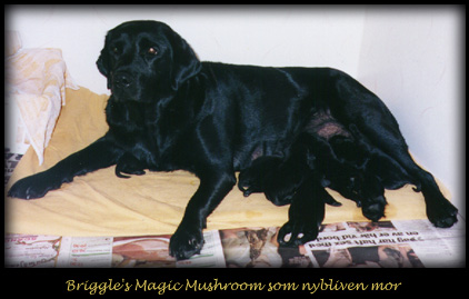 Briggle's Magic Mushroom med valpar