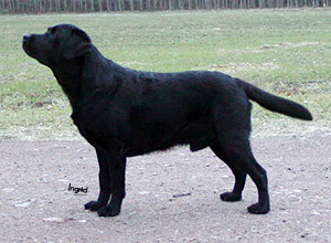 Picture of Rocksteady By Night