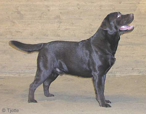 Tjotte's New Years Trophy