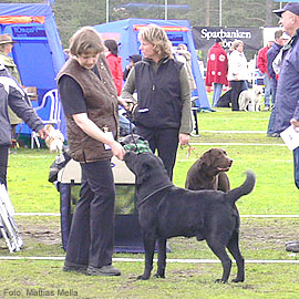 Briggle's Millennium