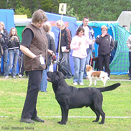 Briggle's Fox on the Run