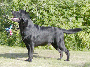 Briggle's Fox on the Run