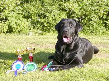 Briggle's Fox on the Run