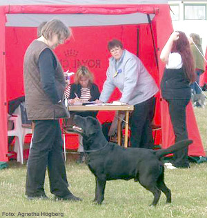 Briggle's Fox on the Run