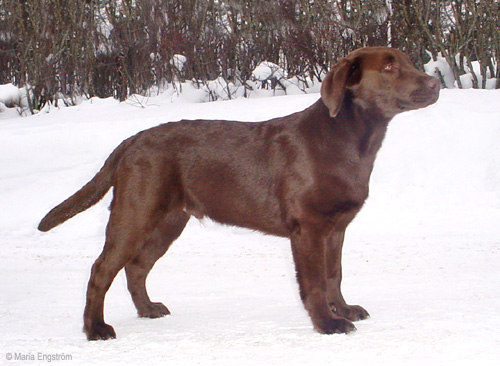 Briggle's Kind of Love & Briggle's Love Escort