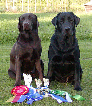 Briggle's ICQ & Briggle's Fox on the Run