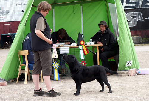 SVCH Briggle's Matrimony