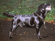 Briggle's Carbonnieux