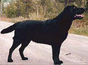 Briggle's Beychevelle