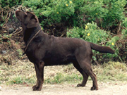 Briggle's Garlic Paradise