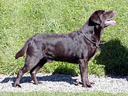 NordVCH Briggle's Maxwell House