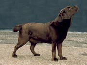 Briggle's SevenEleven