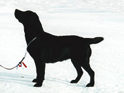 Briggle's Little Trolley