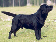 SVCH S FINUCH Briggle's Marble Muffin