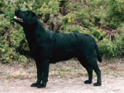 Briggle's Magic Mushroom