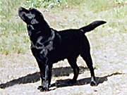 Briggle's Mercury Mind