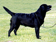 Briggle's Mighty Maneater