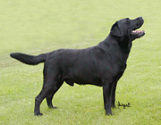 SVCH Briggle's Millennium