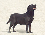 SVCH Briggle's Mad About You