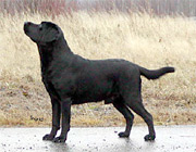 Briggle's Mission Impossible