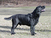 Briggle's Gingerbread