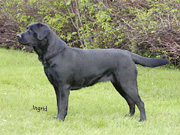 Briggle's Toffee Bar