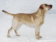 Briggle's Solitaire