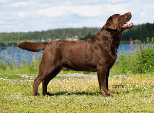 SU(u)CH Tjotte's Ticket to Trouble