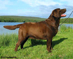 Picture of Mallorn's Chocomania