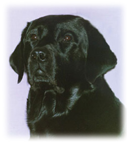 Linus - min frsta labrador. Fr alltid i mitt hjrta!