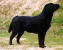 SUCH lvgrdens Royal Claret